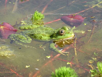 Water pond amphibian photo