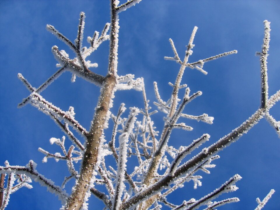 Frost tree leaves