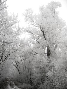 Frost tree leaves photo