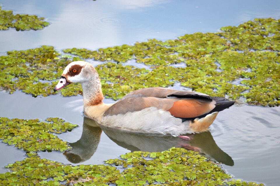 Pond wildlife nature