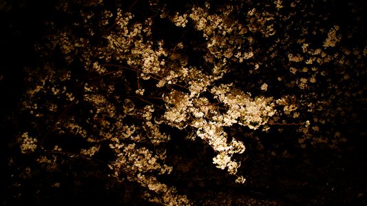 Night view cherry blossoms Free photos