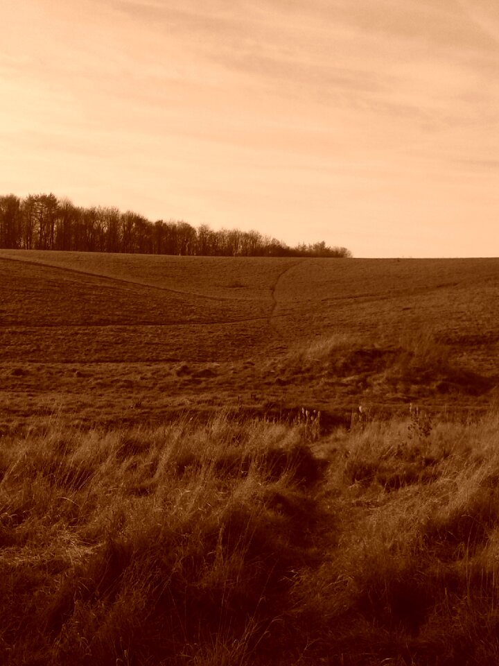 Landscape meadow sepia