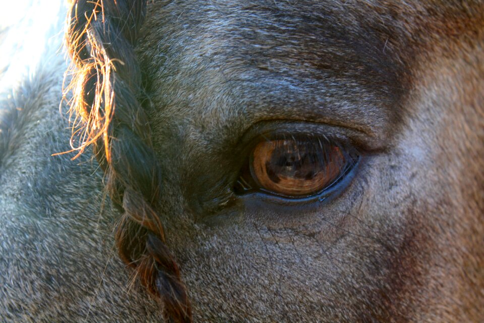 Animals nature eye