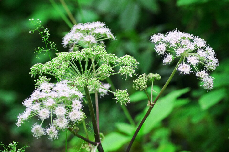Nature plants landscape