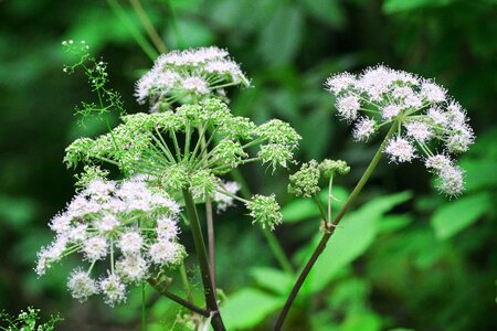 Nature plants landscape