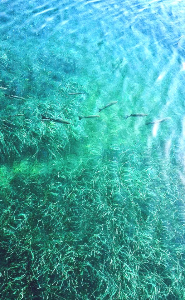 Blue turquoise wave
