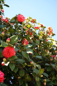 Camellia flowers blue sky