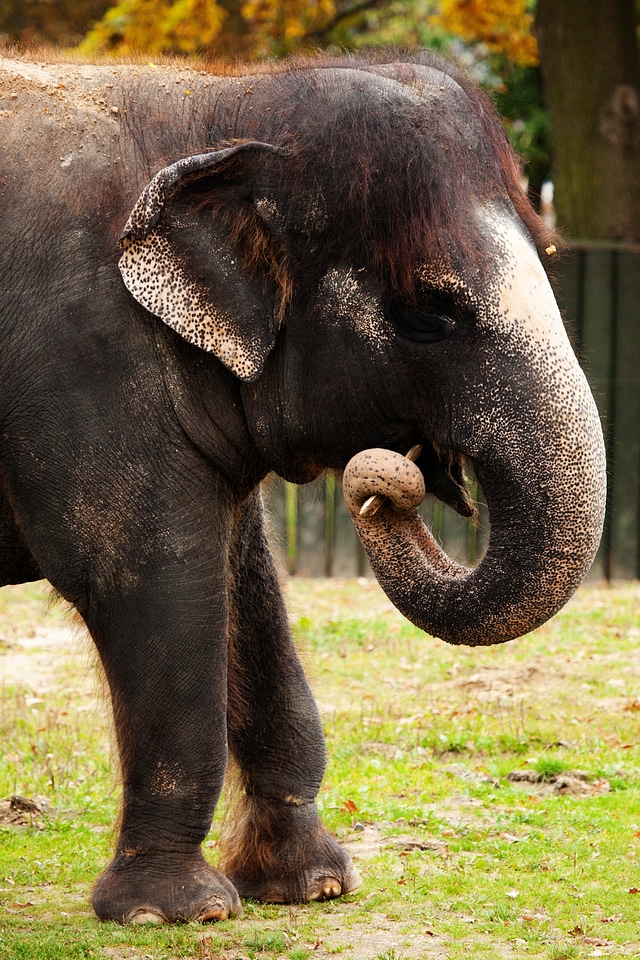 Teeth elephant herbivore