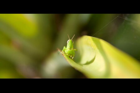 Insect closeup micro photo