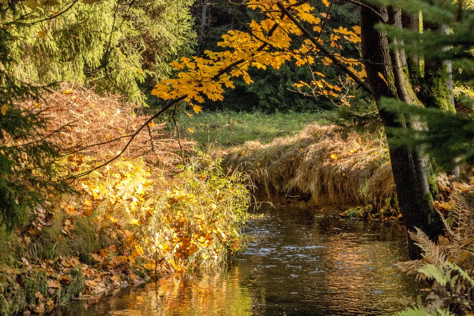 Autumn the brook colour