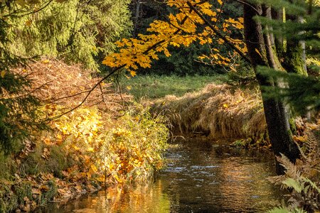 Autumn the brook colour