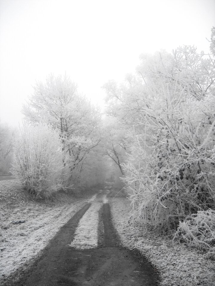 Frost tree leaves