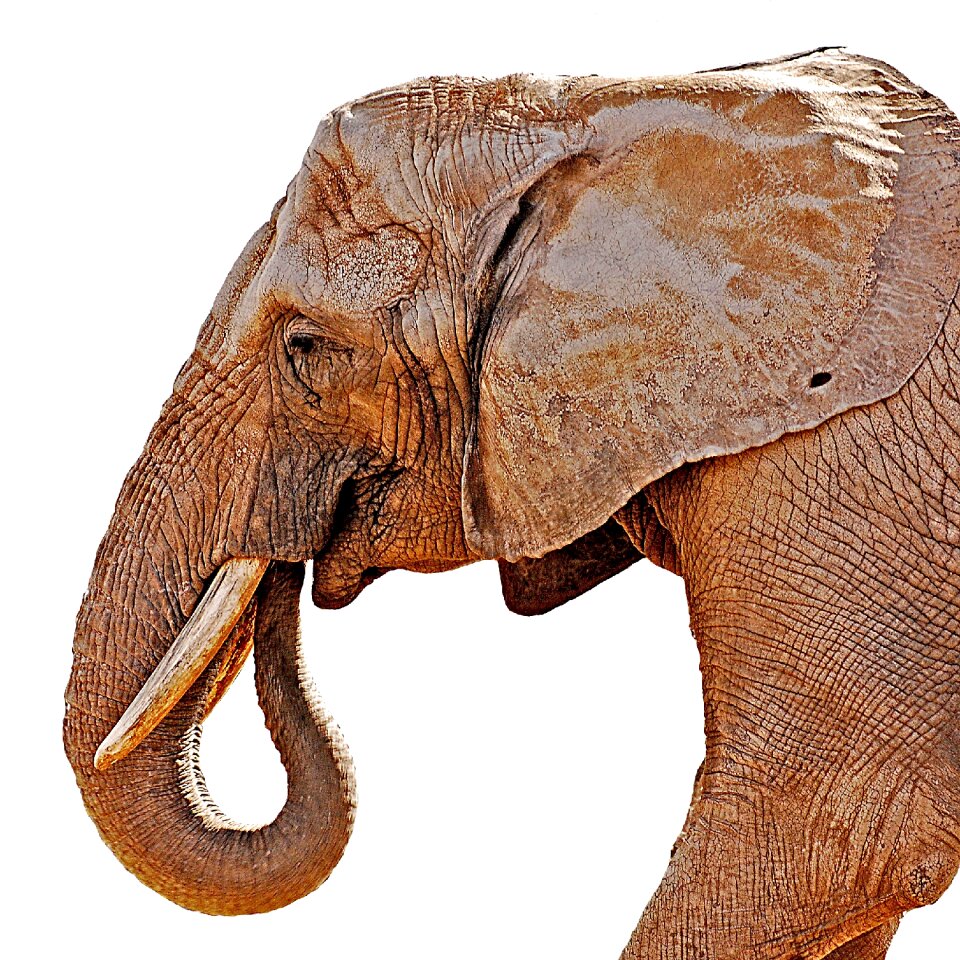 Animal endangered tusk