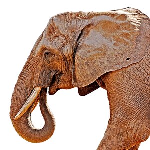 Animal endangered tusk