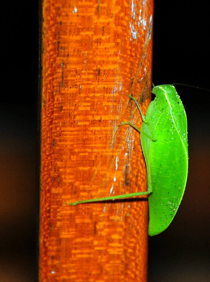 Pseudophyllinae insect animal