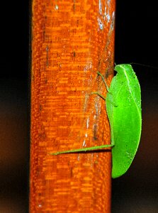 Pseudophyllinae insect animal