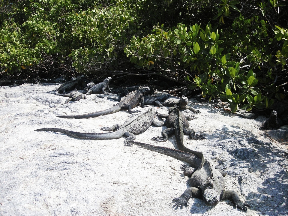 Island galapagos ecuador