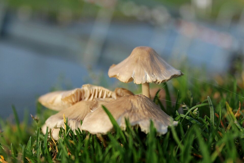 Granulatus schmerling suillus granulatus