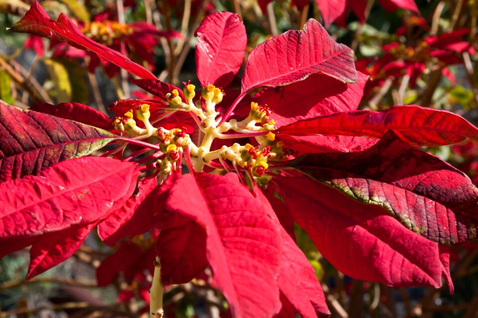 Adventsstern christmas star flowering plant photo