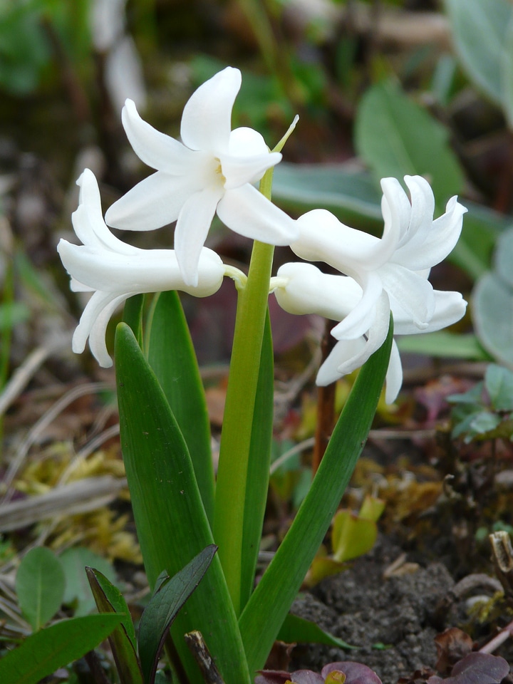 Hyacinthus asparagus plant asparagaceae