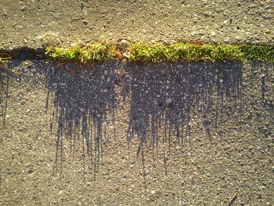 Asphalt shadow blades of grass