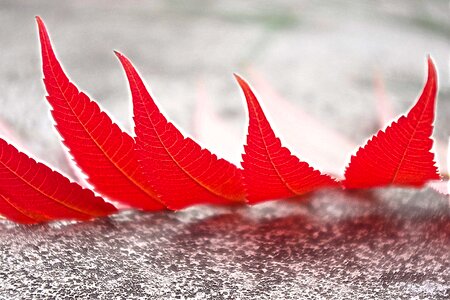 Leaves macro color