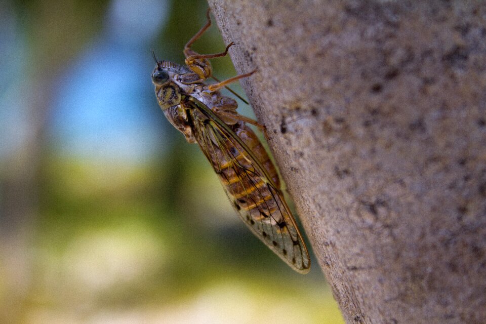 Cicada insect summer