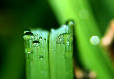 Drop macro leaves