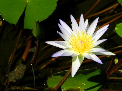 Pond blossom aquatic