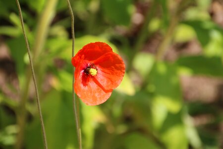 Flower nature summer photo