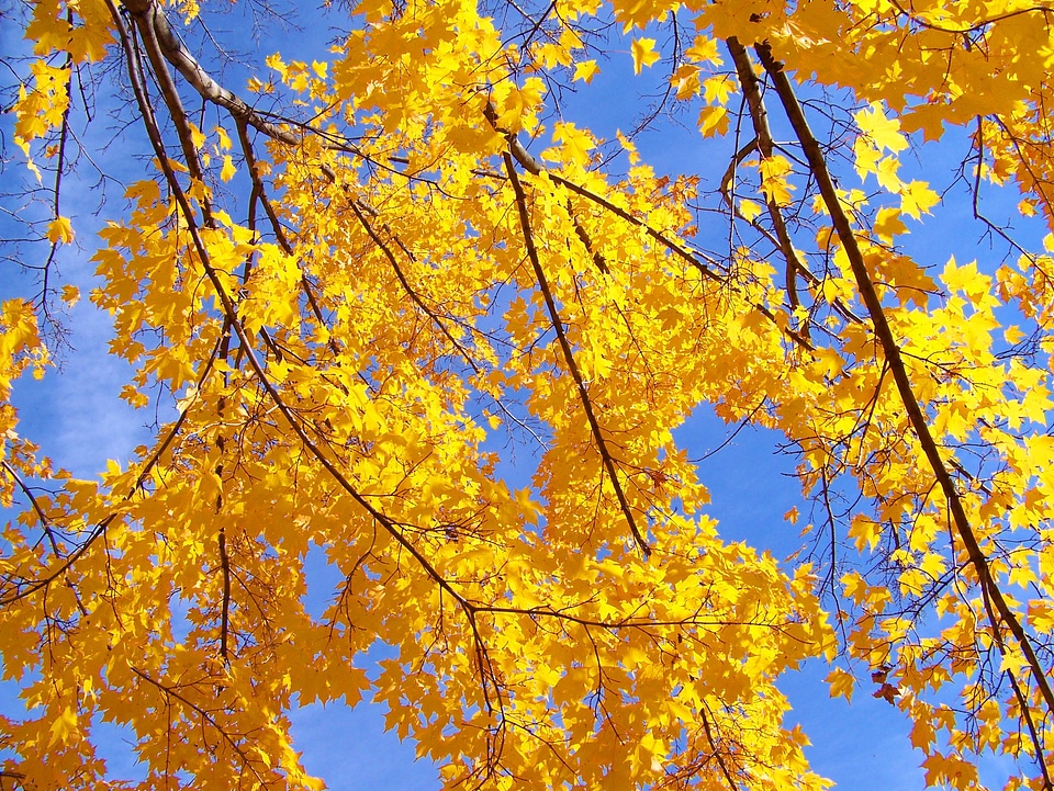 Leaves blue sky photo