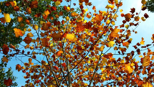 Brown branches leaves in the autumn photo