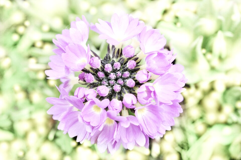 Plant blossom bloom