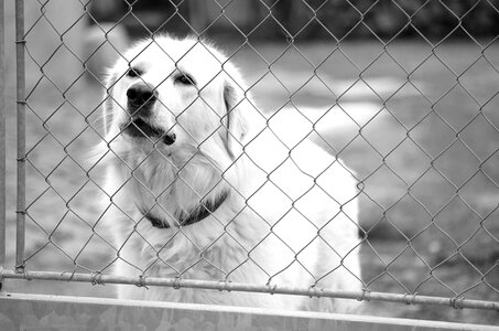 Barking babysitting cute