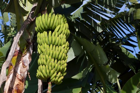 Banana plants musaceae infructescence photo