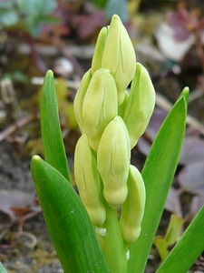 Hyacinthus asparagus plant asparagaceae photo