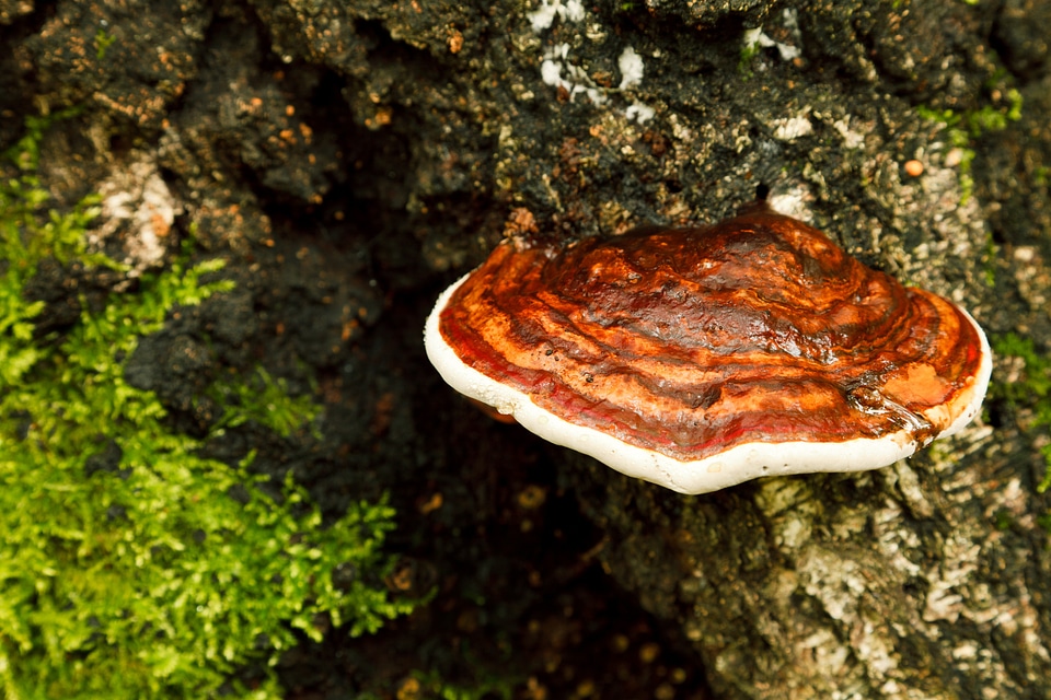 Fungi fungus mushroom