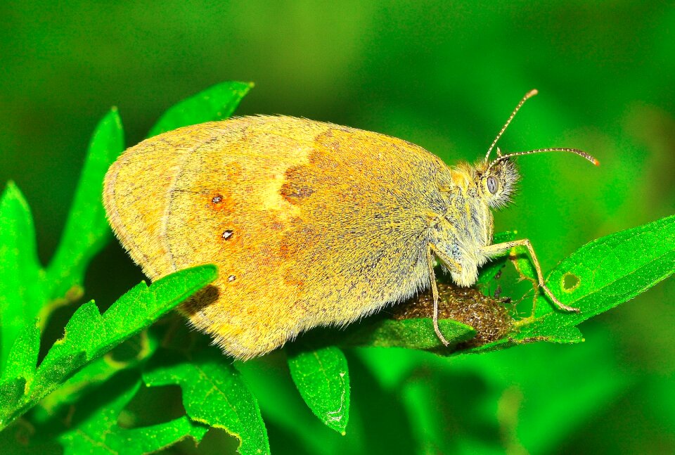 Moth butterfly macro