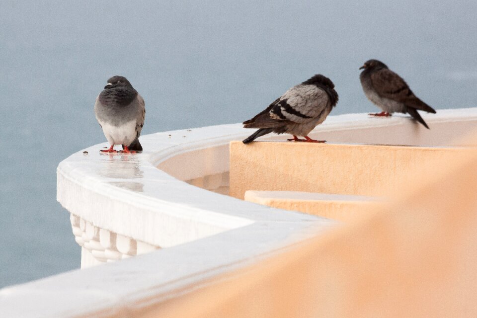 Parapet mirroring white