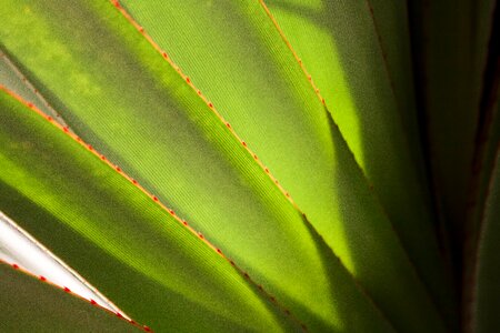 True leaves schopf endangered species