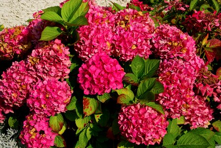 Pink plant flora