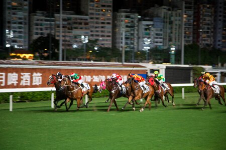 Horse competition gallop photo