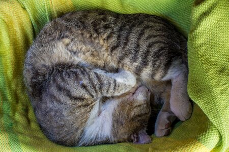 Cat portrait pet sleeps