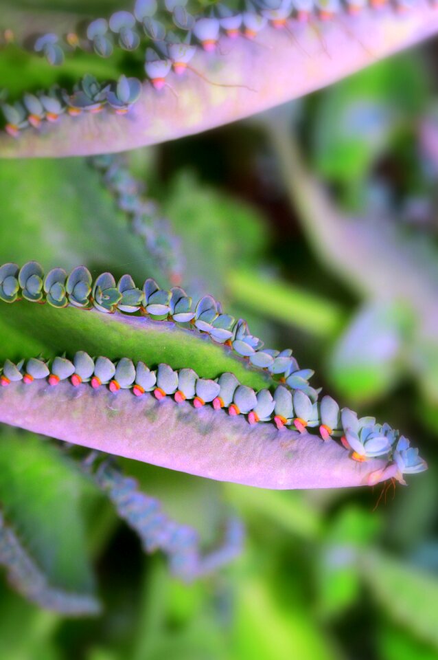 Purple plant nature