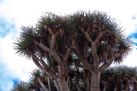 Schopf endangered species tree