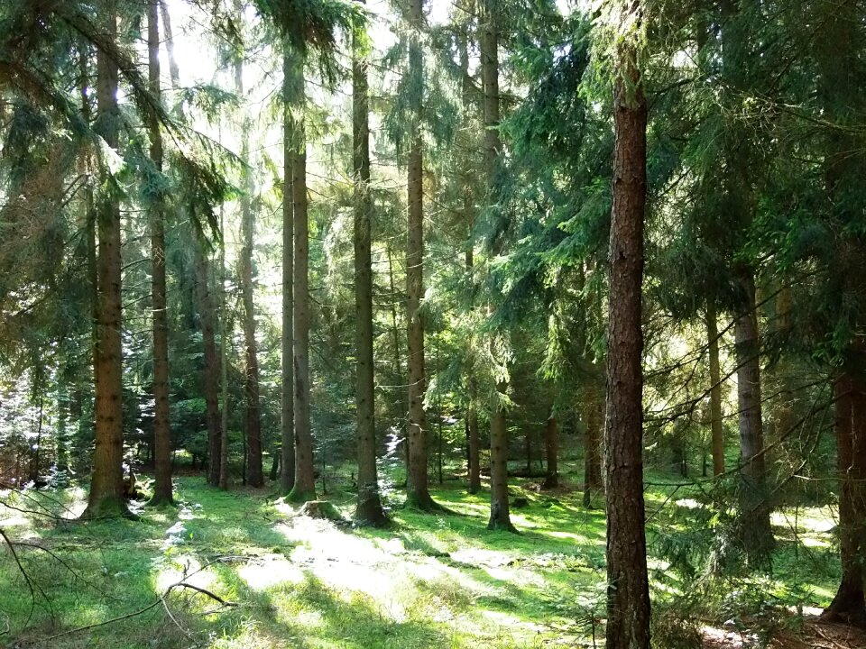Backlighting nature trees
