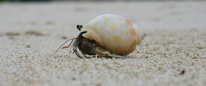 Crab pet armor meeresbewohner