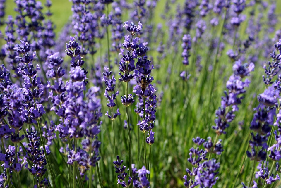 Bee herb aromatherapy