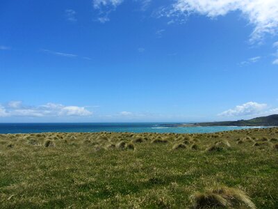 Green nz grass photo