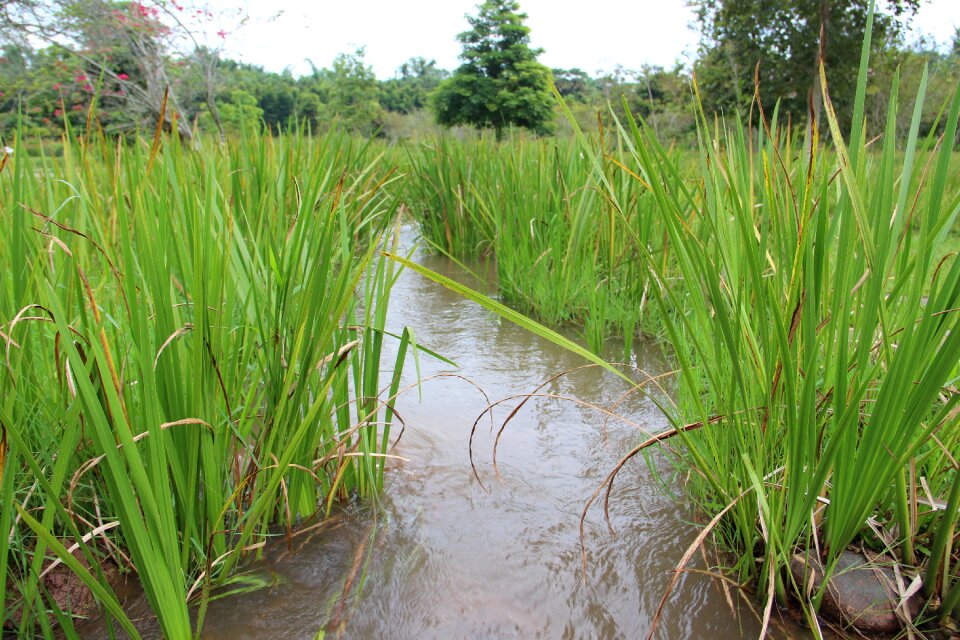Grassland streams creek